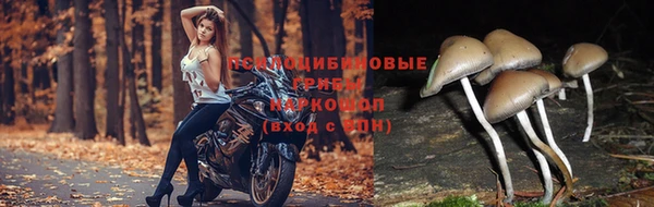 дмт Россошь